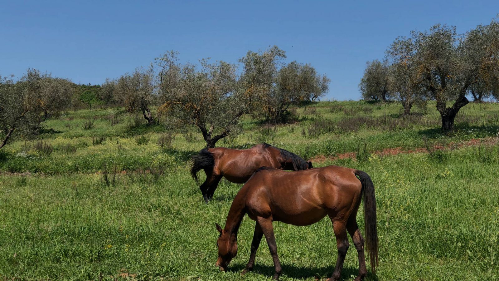 Centro Ippico in Maremma